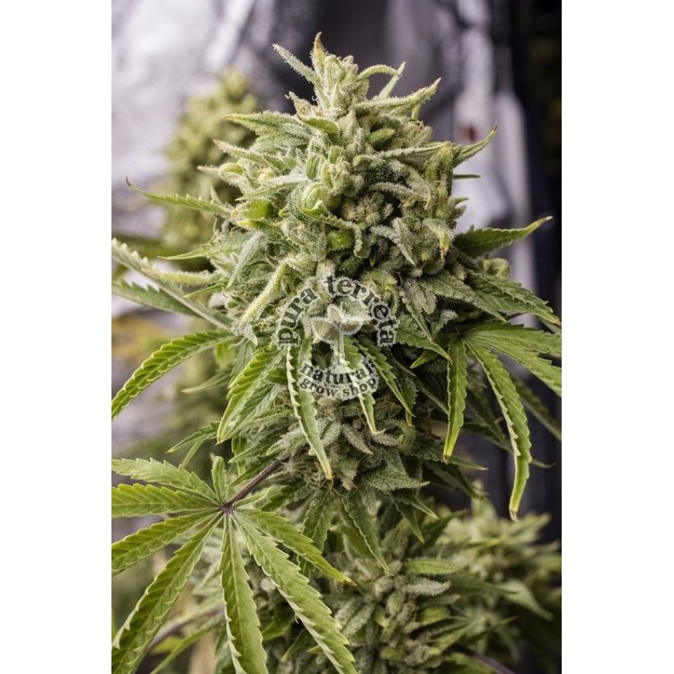 Bubba Kush Auto Humboldt seeds