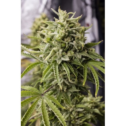Bubba Kush Auto Humboldt seeds