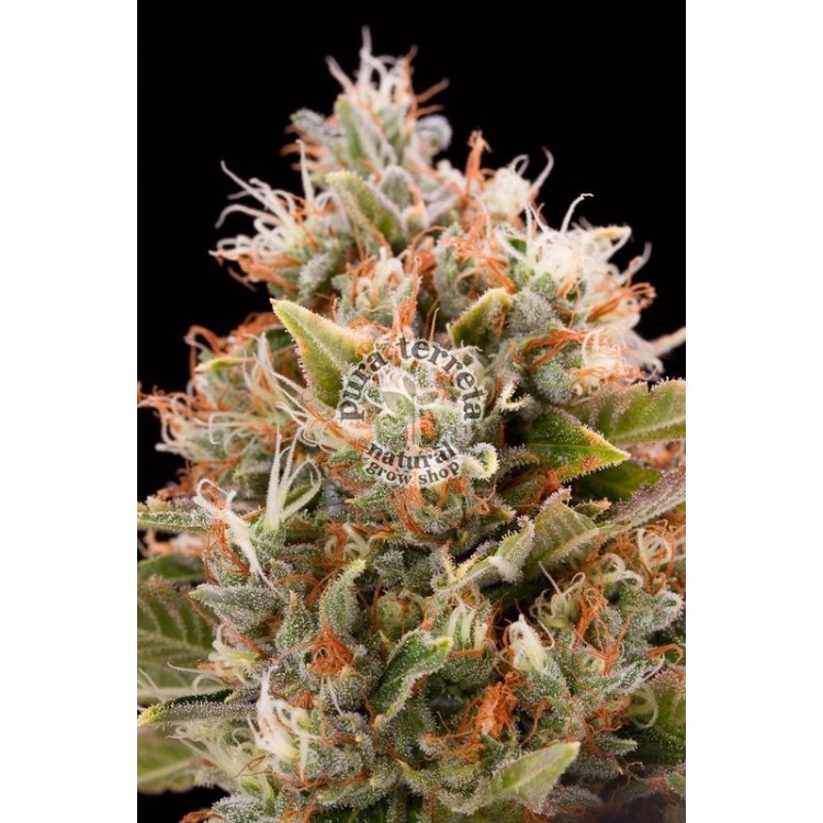 Chemdawg Humboldt seeds