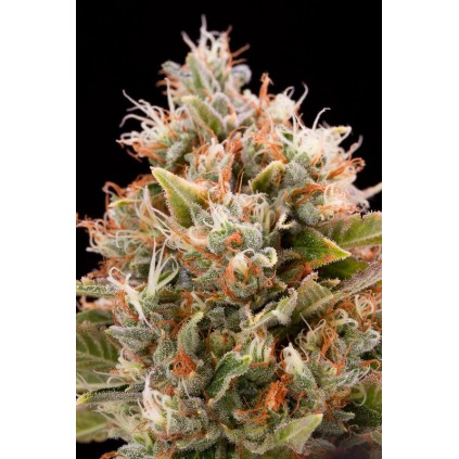 Chemdawg Humboldt seeds