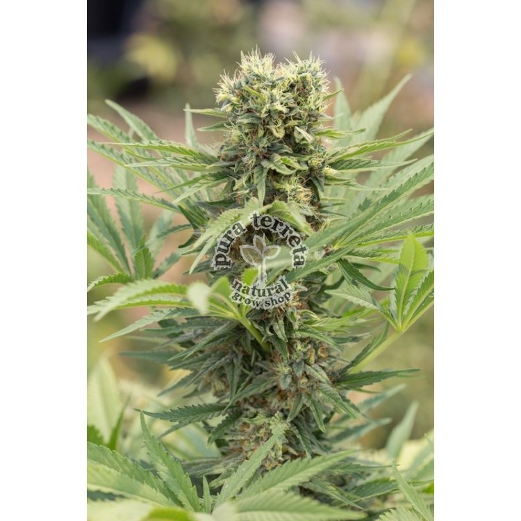 Dedoverde Haze Humboldt seeds