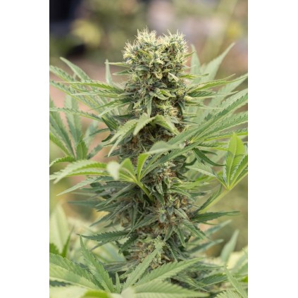Dedoverde Haze Humboldt seeds
