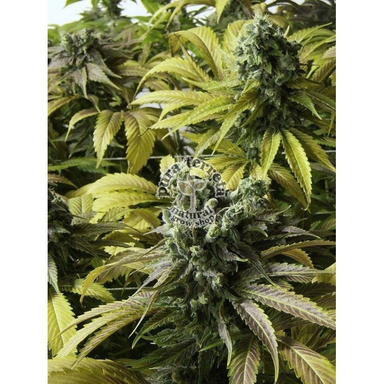 Desert diesel Humboldt 
