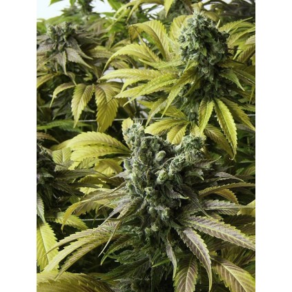 Desert diesel Humboldt 