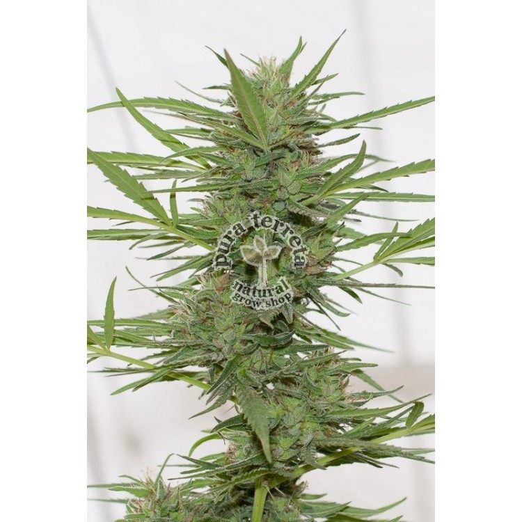 Dr. Greenthumb´s dedoverde Auto Humboldt