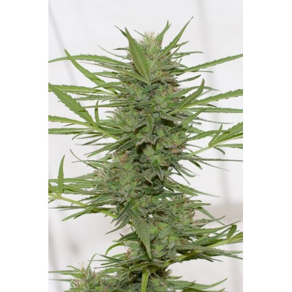 Dr. Greenthumb´s dedoverde Auto Humboldt