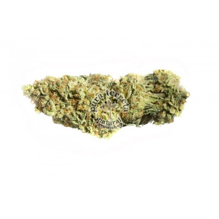 Dr. Greenthumb´s Em-dog Humboldt 