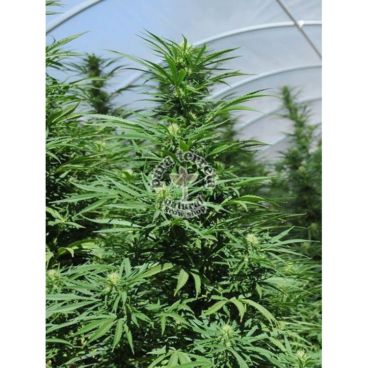 Green Crack Humboldt