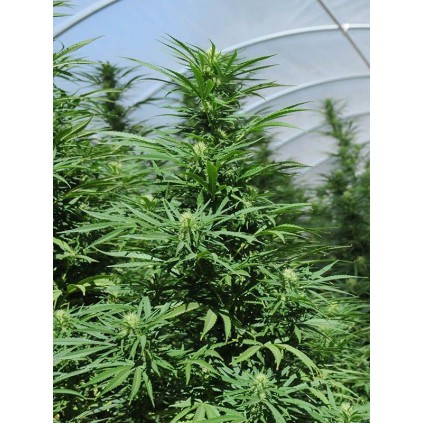 Green Crack Humboldt