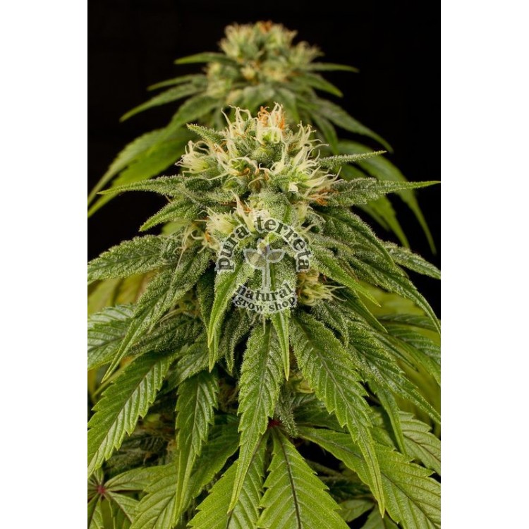 Lemon Juice Express Auto Humboldt