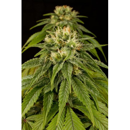 Lemon Juice Express Auto Humboldt