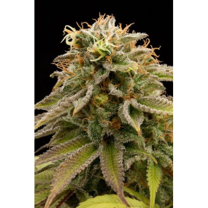 Lemon Thai Kush Humboldt