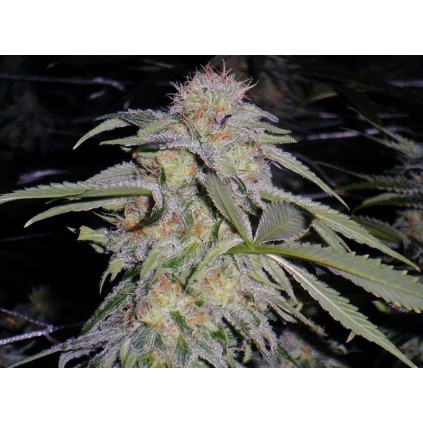 Lost Coast Hashplant Humboldt