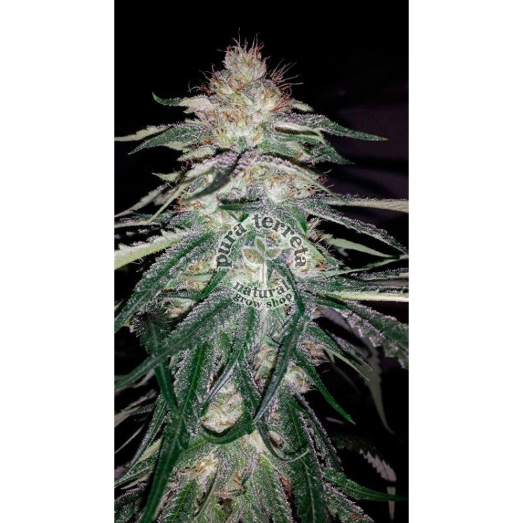 Lost Coast OG Humboldt