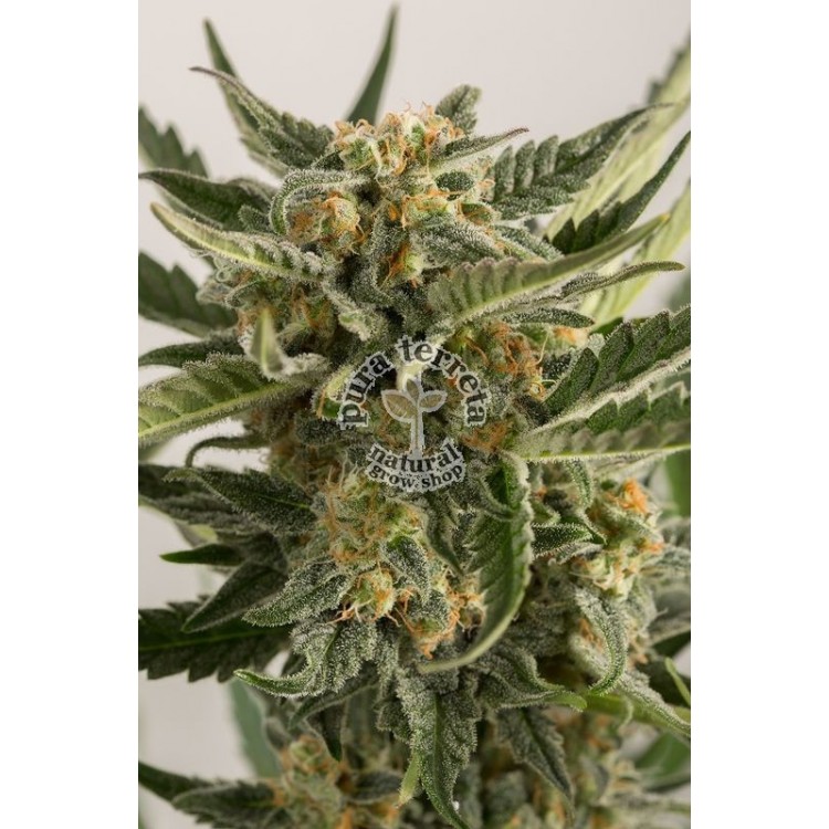 Lost Coast Skunk Auto Humboldt