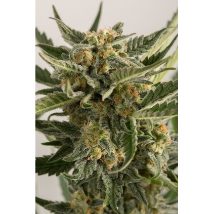 Lost Coast Skunk Auto Humboldt