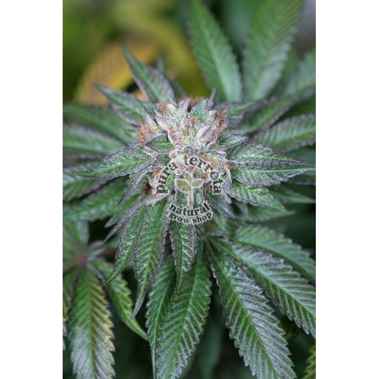 Master Kush Humboldt