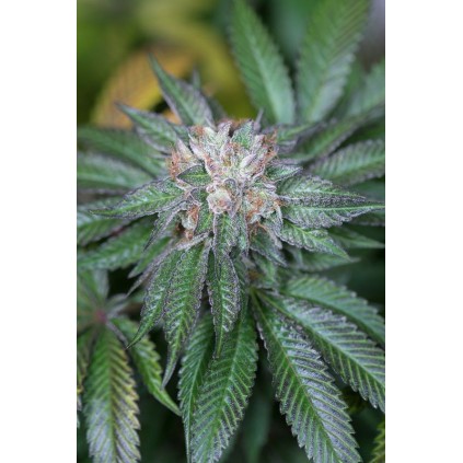Master Kush Humboldt