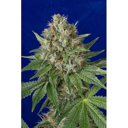 OG Kush Humboldt