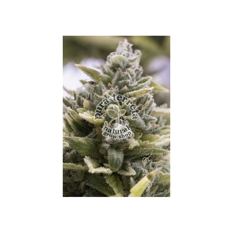 OG Kush Auto Humboldt