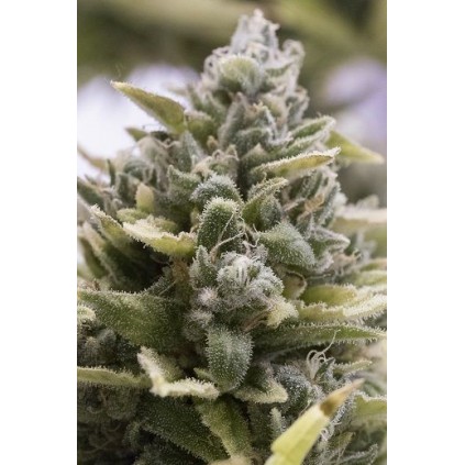 OG Kush Auto Humboldt