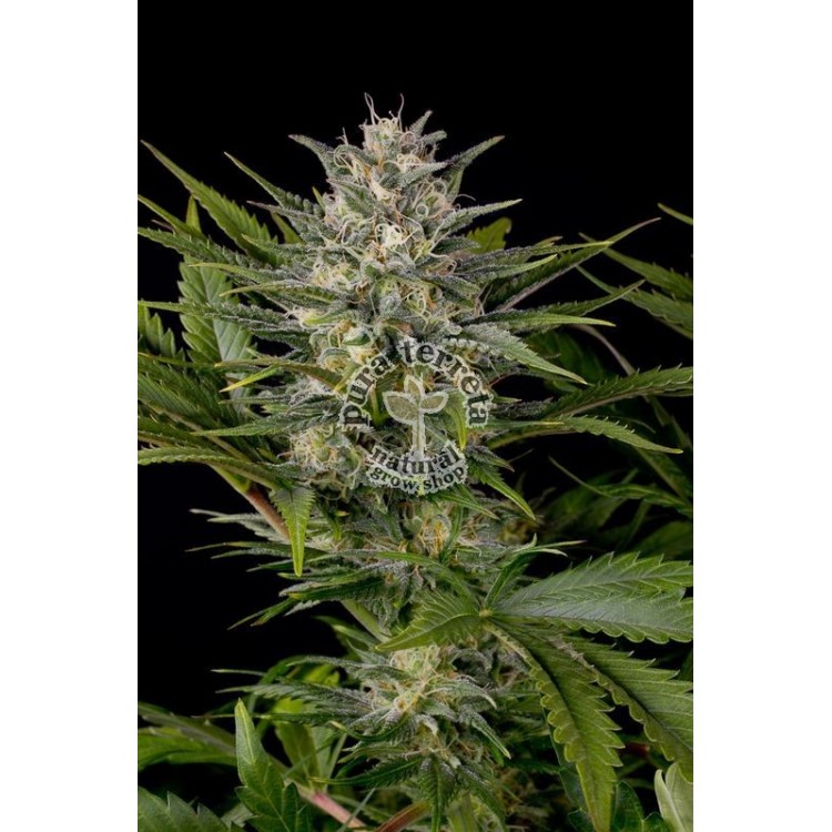 Pineapple Skunk Humboldt
