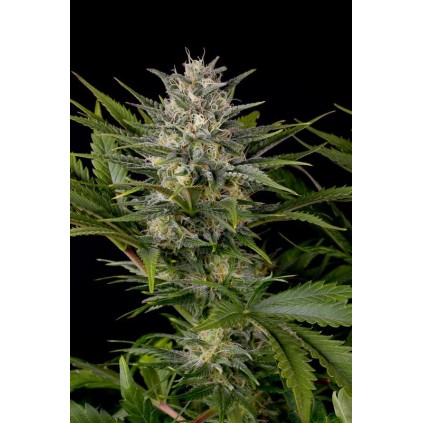 Pineapple Skunk Humboldt