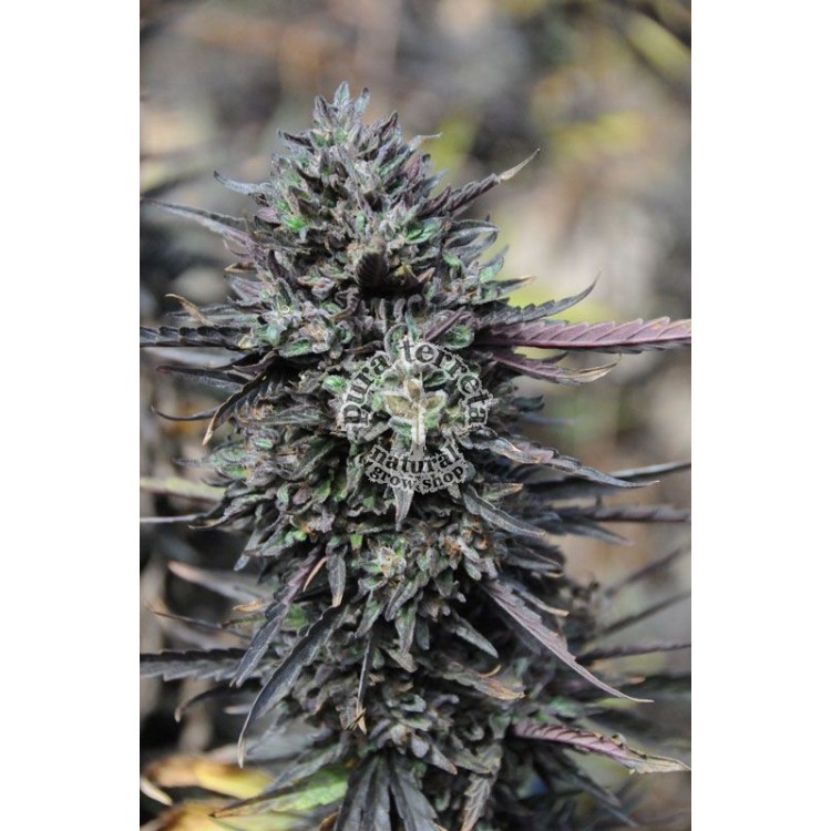 Purple Trainwreck Humboldt