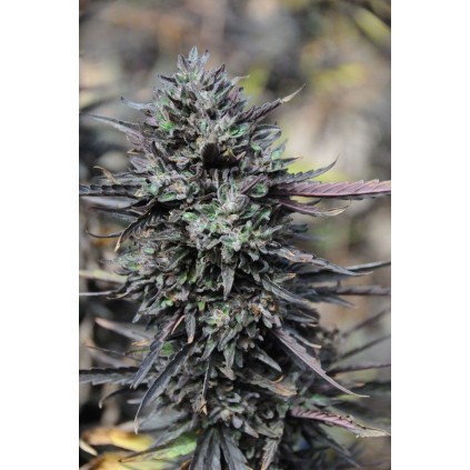 Purple Trainwreck Humboldt