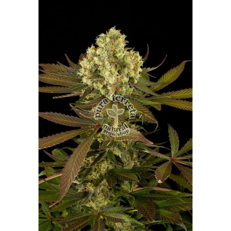 Sour Blueberry Humboldt