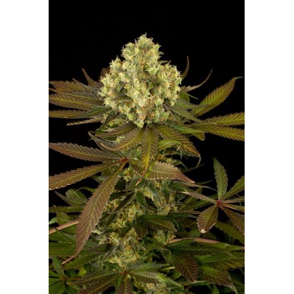 Sour Blueberry Humboldt