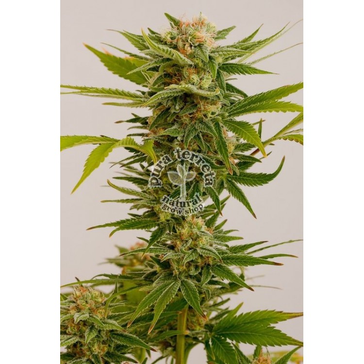 Sour Diesel 2 Humboldt