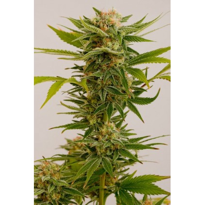 Sour Diesel 2 Humboldt