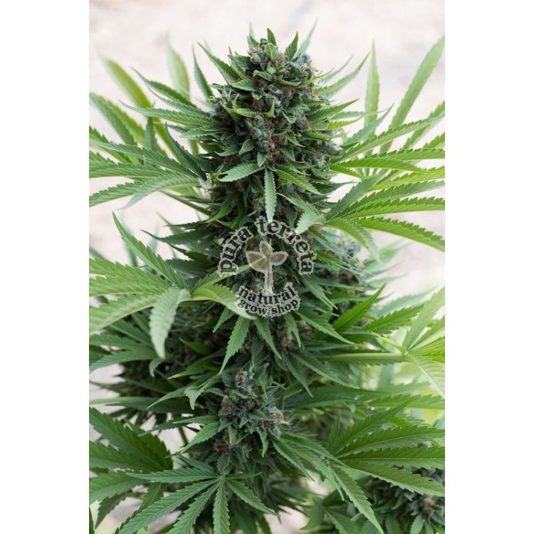Sour Diesel Auto Humboldt