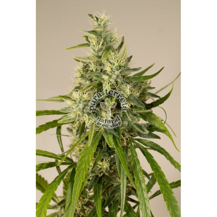 Trainwreck Humboldt