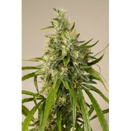 Trainwreck Humboldt