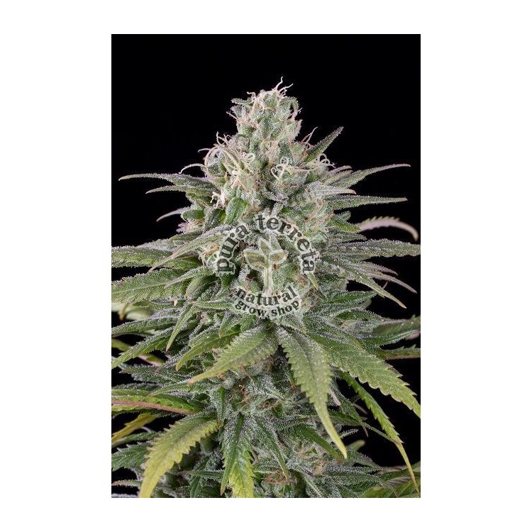 UK Cheese Auto Humboldt