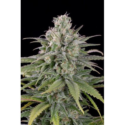 UK Cheese Auto Humboldt