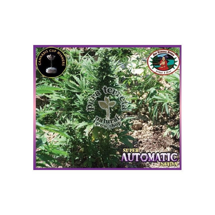 Super automatic sativa Big Buddha