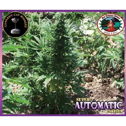 Super automatic sativa Big Buddha