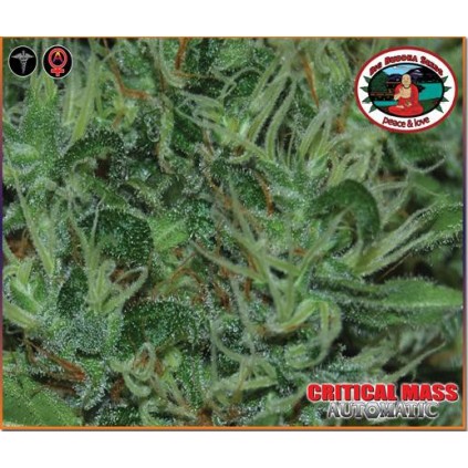 Critical Mass automatic Big Buddha