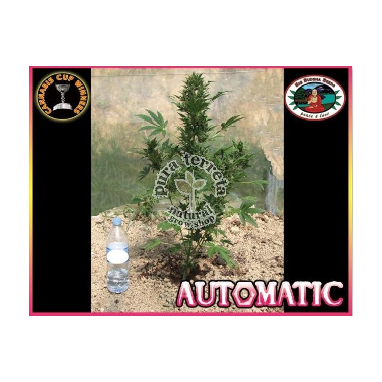 Automatic Big Buddha
