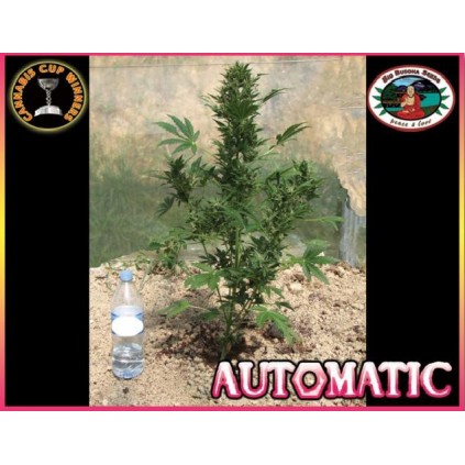 Automatic Big Buddha