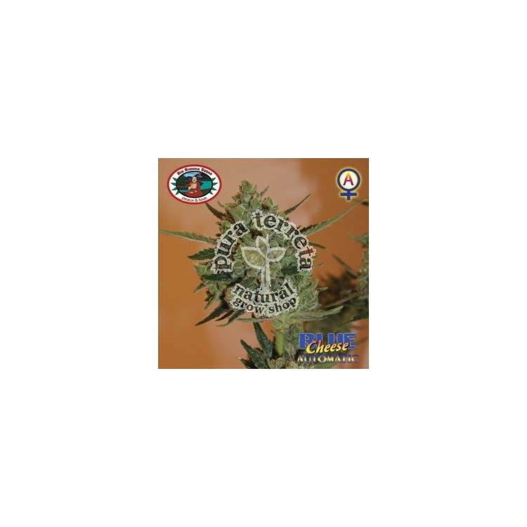 Blue Cheese auto Big Buddha