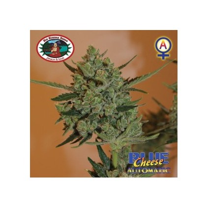 Blue Cheese auto Big Buddha