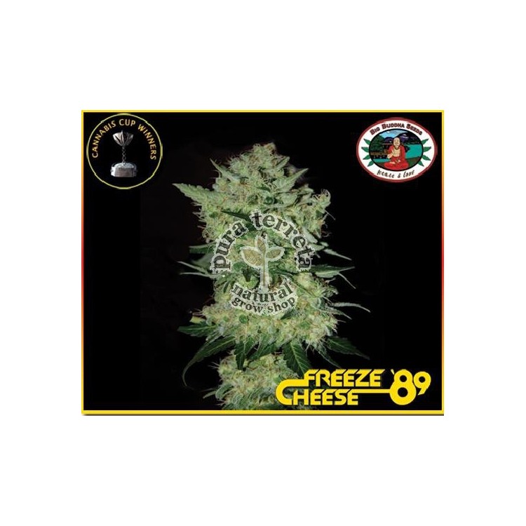 Freeze Cheese 89 Big buddha