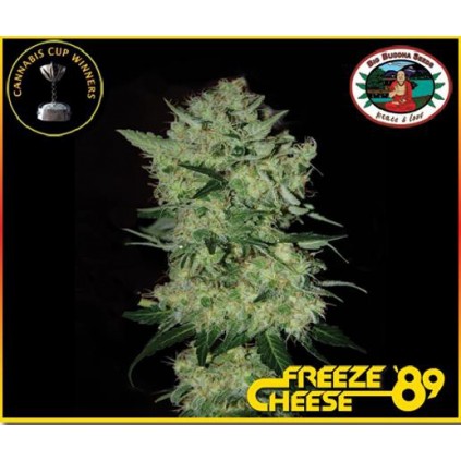 Freeze Cheese 89 Big buddha