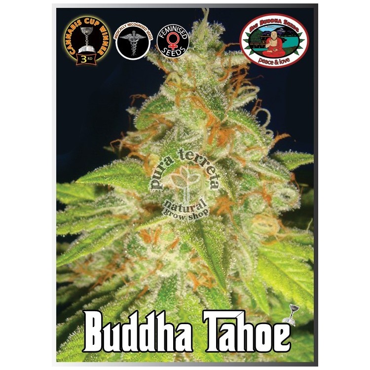 Buddha Tahoe Big Buddha