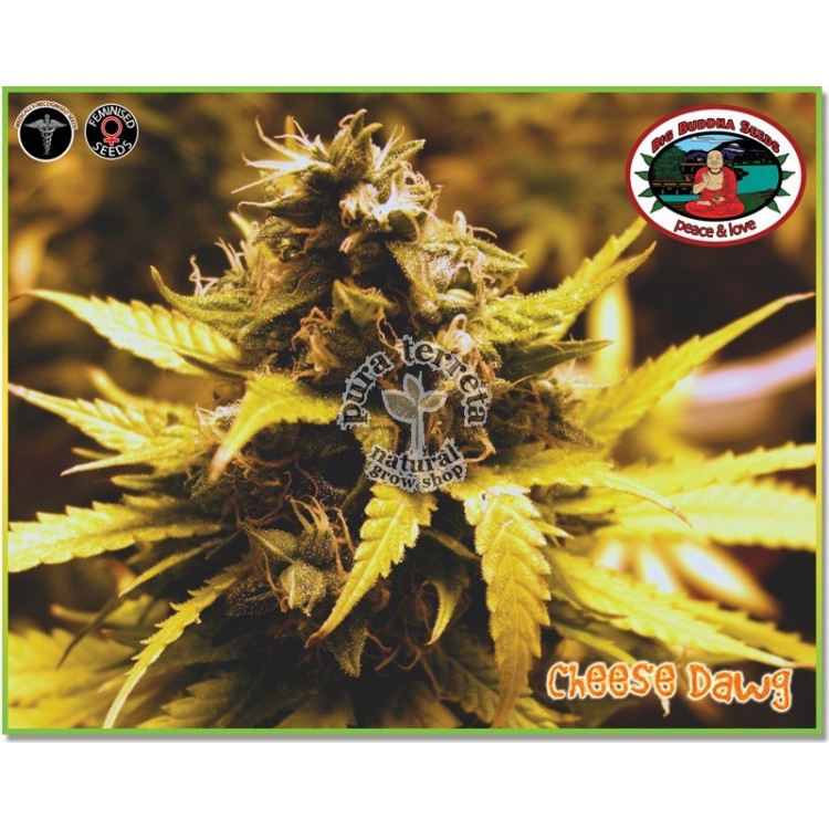 Cheese Dawg Big Buddha