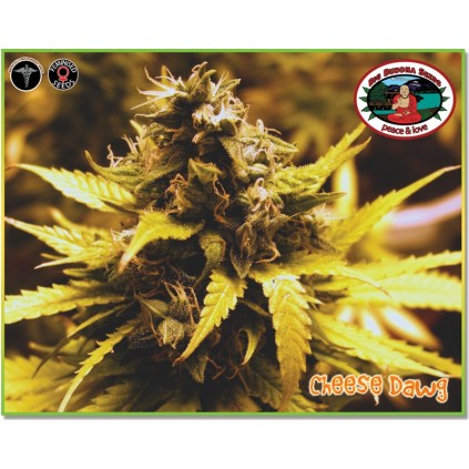 Cheese Dawg Big Buddha
